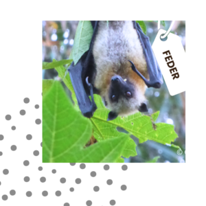 BoutonProjet_RoussetteNoire