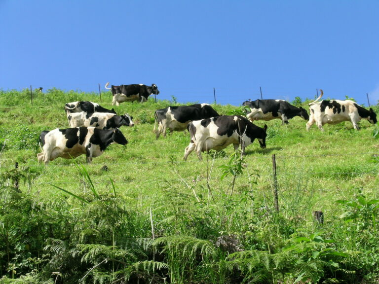 projets pour des filieres agricoles compétitives