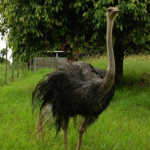 Autruche